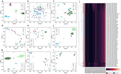 Dinucleotide composition representation -based deep learning to predict scoliosis-associated Fibrillin-1 genotypes